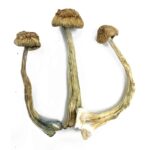 Psilocybe: African Transkei Cubensis