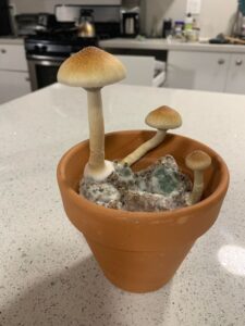 Does a single dose of psilocybin cure cancer ?