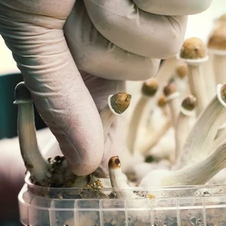 How To Harvest Magic Mushrooms