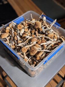 5 Tips for a Safe and Enjoyable Magic Mushroom Trip