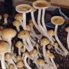 Psilocybe Zapetocorum – Spore Swab