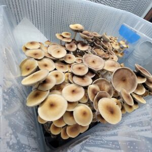 Cambodian Cubensis – Glass Slide