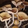 Psilocybe Zapetocorum – Spore Swab